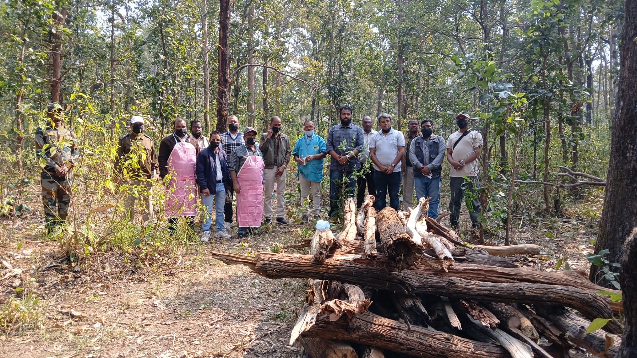 अचानकमार टाइगर रिज़र्व में आपसी संघर्ष में नर बाघ की मौत, पोस्टमार्टम में क्षेत्रीय द्वंद्व की पुष्टि..