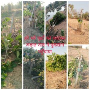 मुक्तिधाम में लगाये गए वृक्षों को अज्ञात तत्व के द्वारा काटकर नुकसान पहुंचाया गया