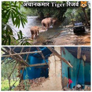 अचानकमार के वन ग्राम बिंदावल में जंगली हाथियों का उत्पात, पांच घरों को तोड़ा; घर में रखा राशन भी चट कर गए गजराज